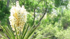 Flor de Itabo